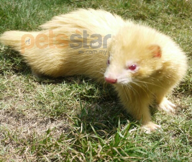 Ferret Info Ferret Info